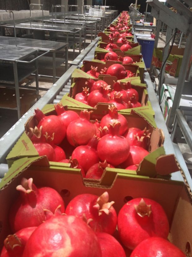 granada-exportacion-peru-kuwait